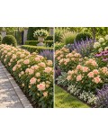 Spray Rose Isis використання